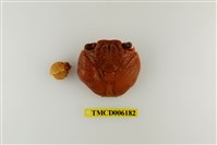 藏品(細紋方蟹)的圖片